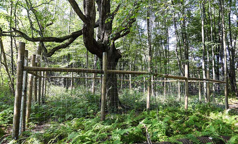 Two deer exclosures have been erected along the hiking trails near Slippery Rock University’s Macoskey Center to educate students and the public about overgrazing in Pennsylvania forests.