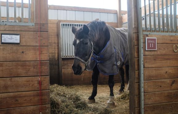 Inside the stables at Storm Harbor Equestrian Center