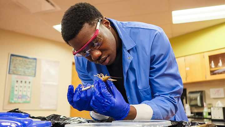 SRU biology major Tadiwanashe Musanhu analyzes crayfish in a lab at the Vincent Science Center studying how their bodies would respond to physiological stress.