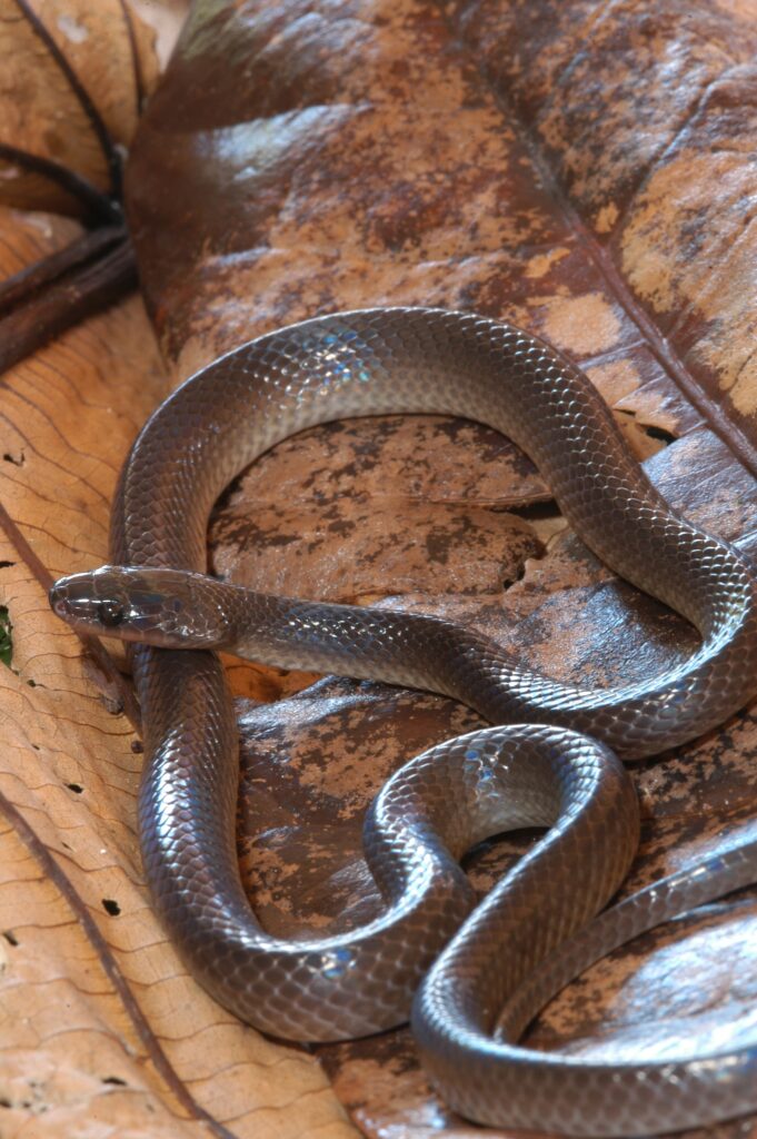 Brown snake on a leaf coiled up