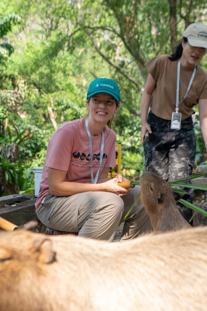 Thomas feeding a capybara at the Kheow Open Zoo during a veterinary zoology program.